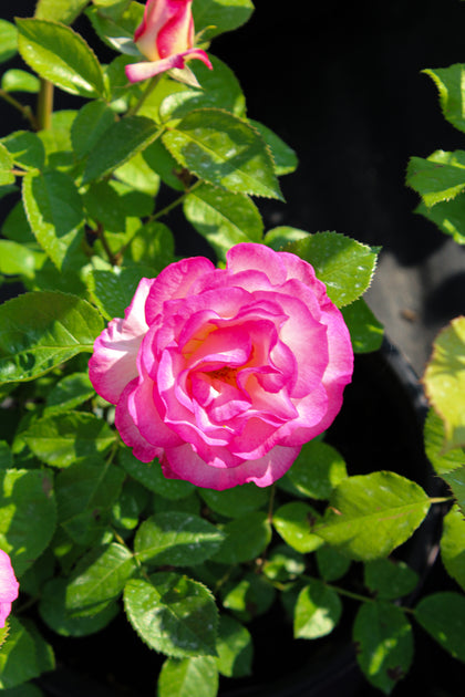 Grandiflora rose 'Miss Congeniality'