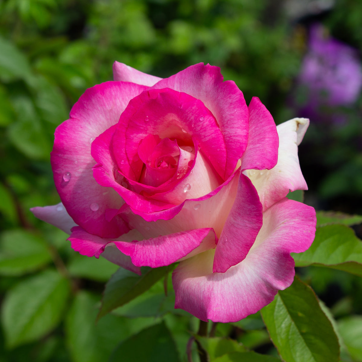 Grandiflora rose 'Miss Congeniality'