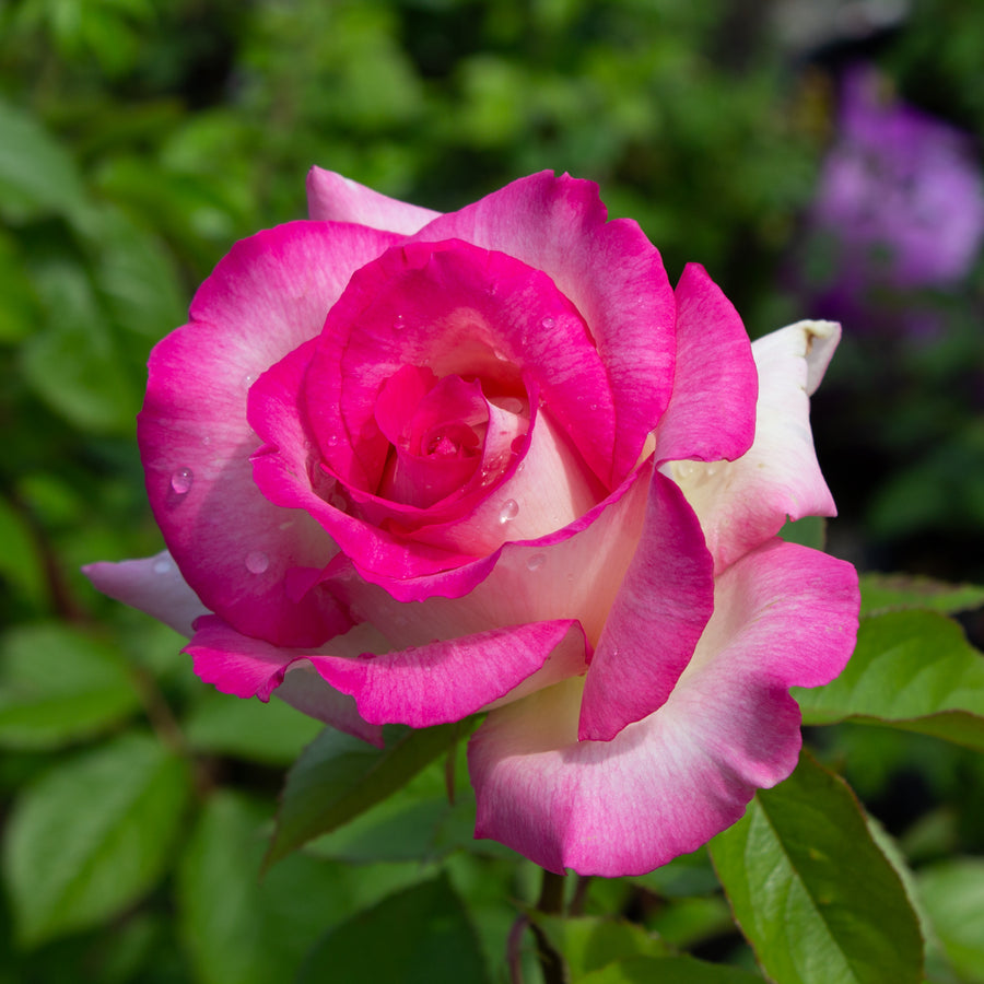 Rosier grandiflora 'Miss Congeniality'