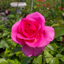 Floribunda rose 'Miss Manners'