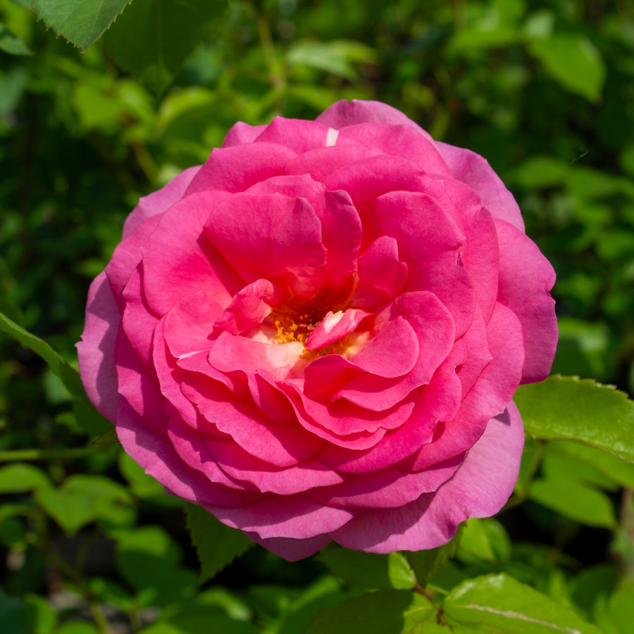 Rosier floribunda 'Miss Manners'