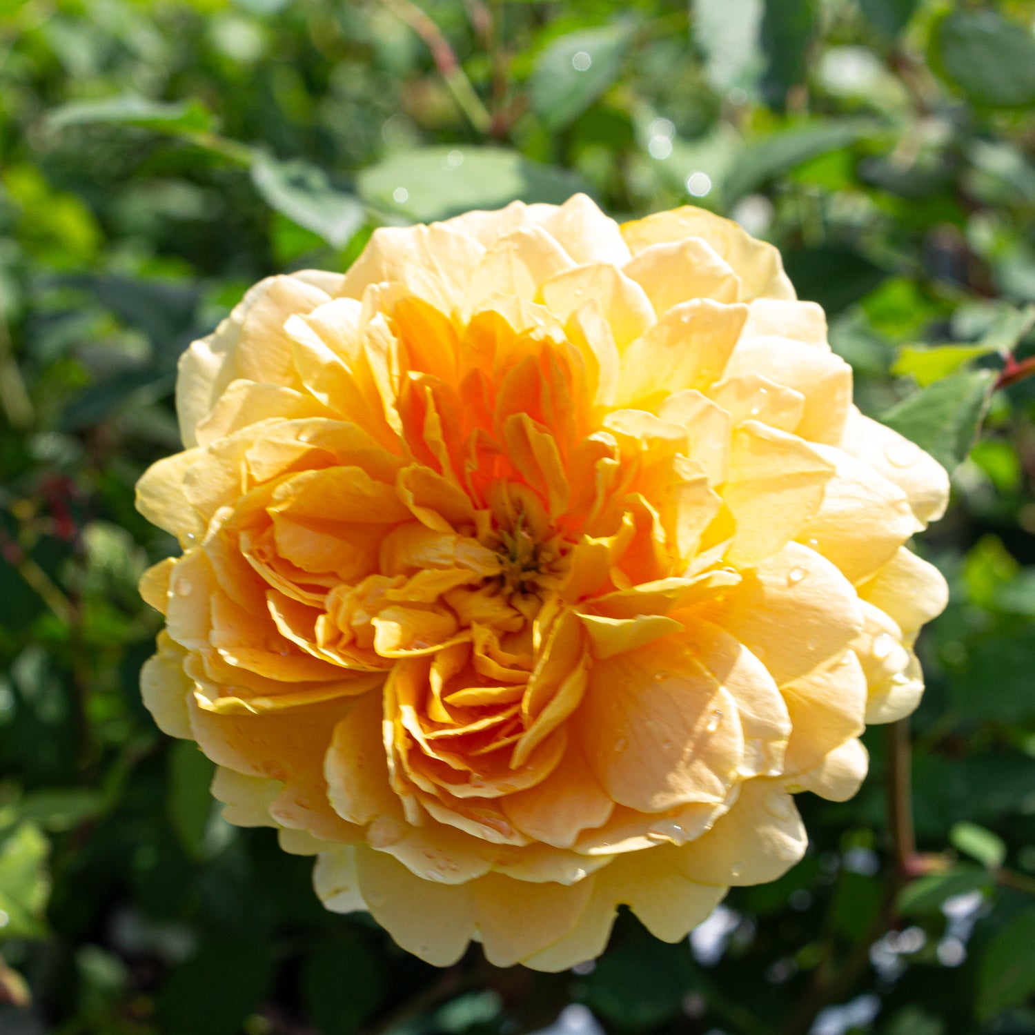 English rose 'Molineux'