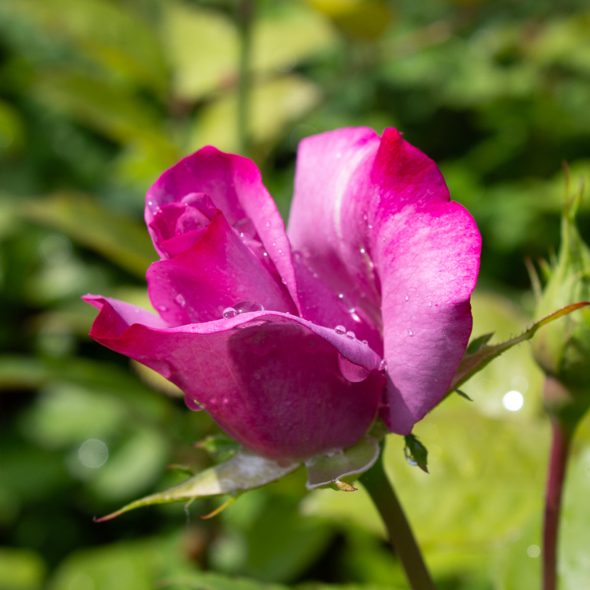 Hybrid tea rose 'Moody Blue'