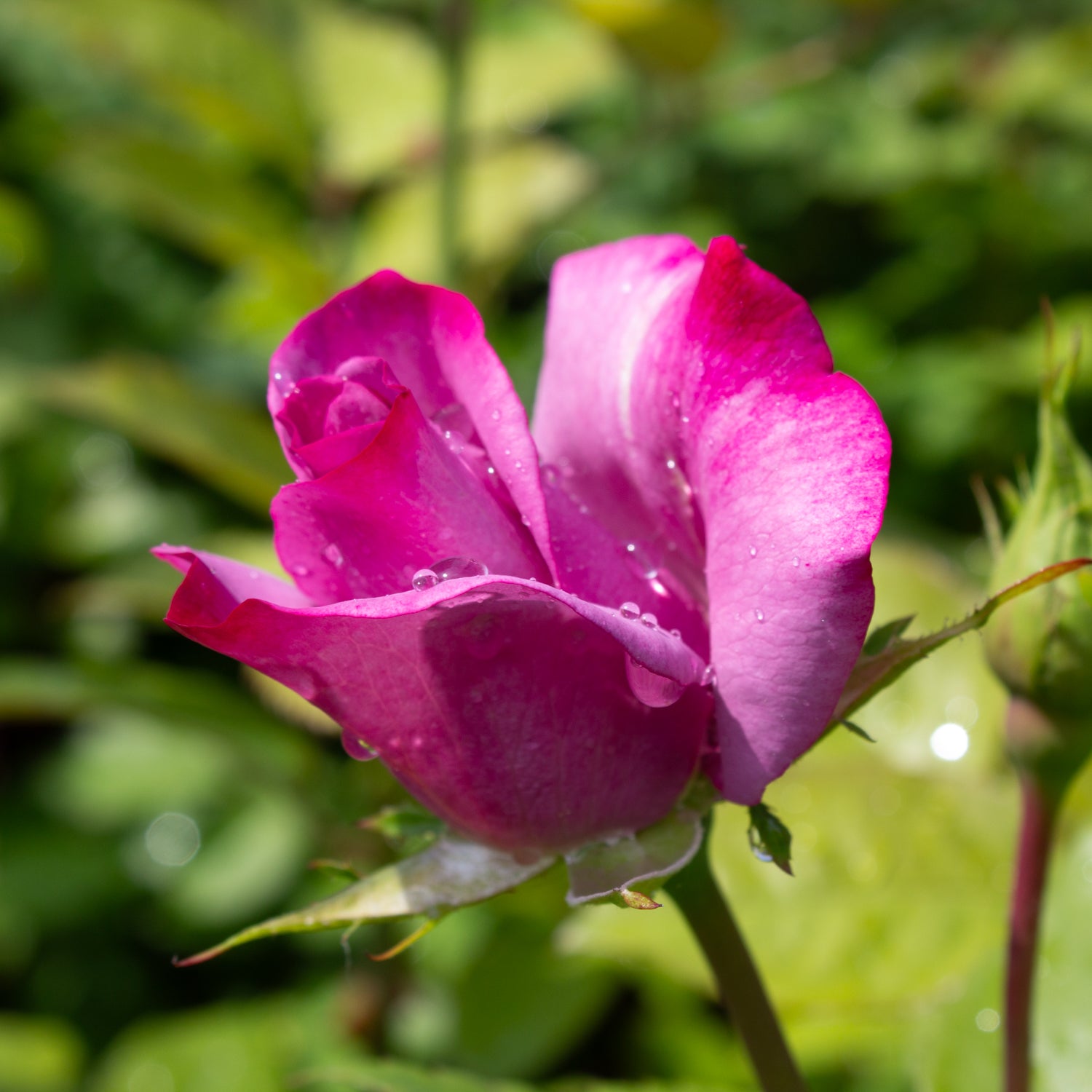 Hybrid tea rose 'Moody Blue'