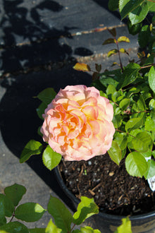Floribunda rose 'Morning Glow'