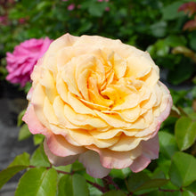 Floribunda rose 'Morning Glow'