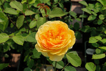 Hardy rose 'Nye Bevan'