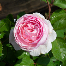 English rose 'Olivia Rose Austin'
