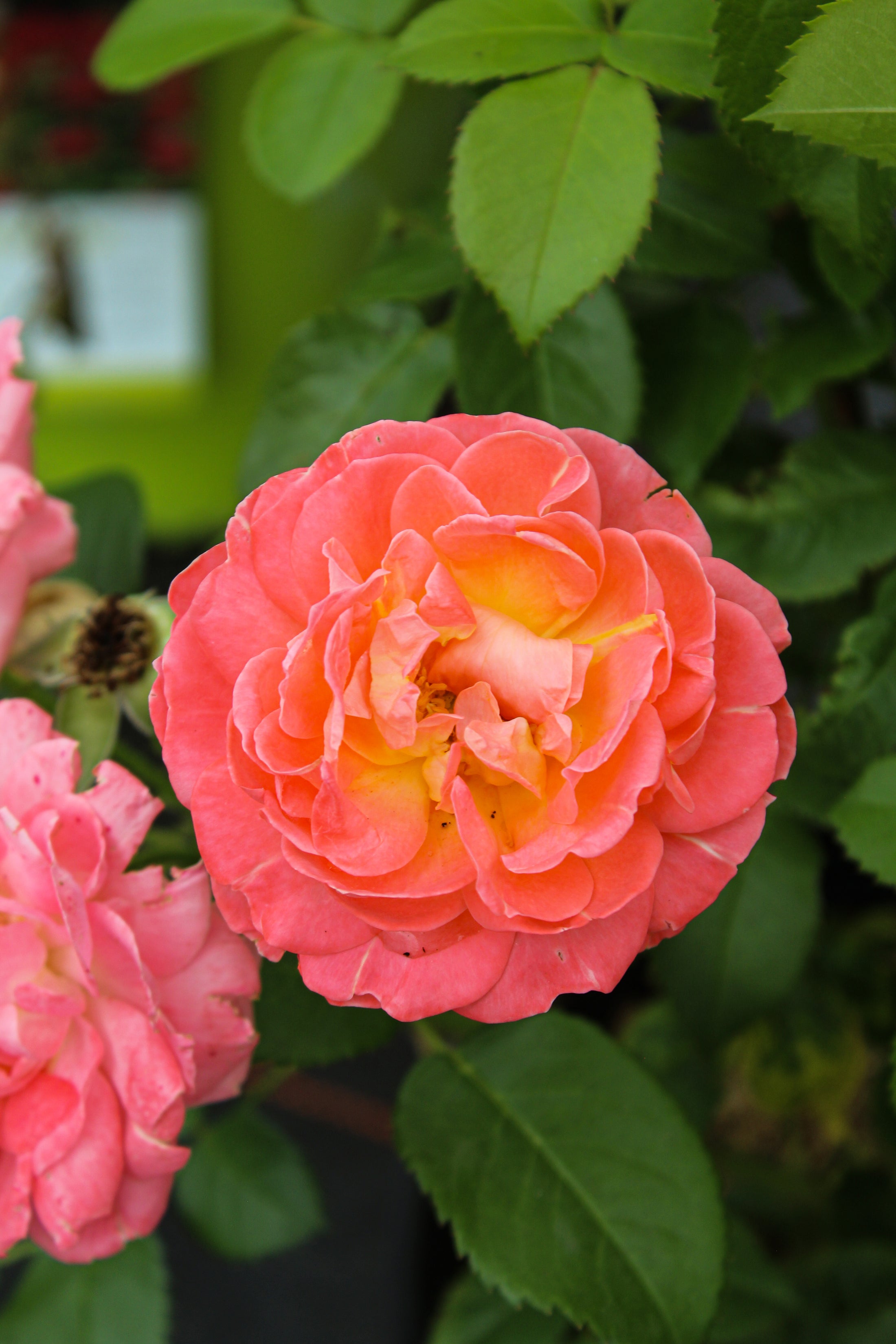 Orange 'Knock Out' hardy rose bush
