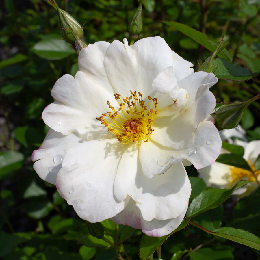 Rosier rustique 'Oscar Peterson'