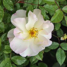 Rosier rustique 'Oscar Peterson'