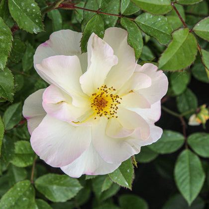 Rosier rustique 'Oscar Peterson'