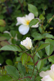 Rosier rustique 'Oscar Peterson'