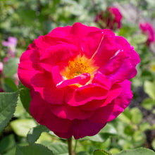Rosier rustique 'Outta the Blue'