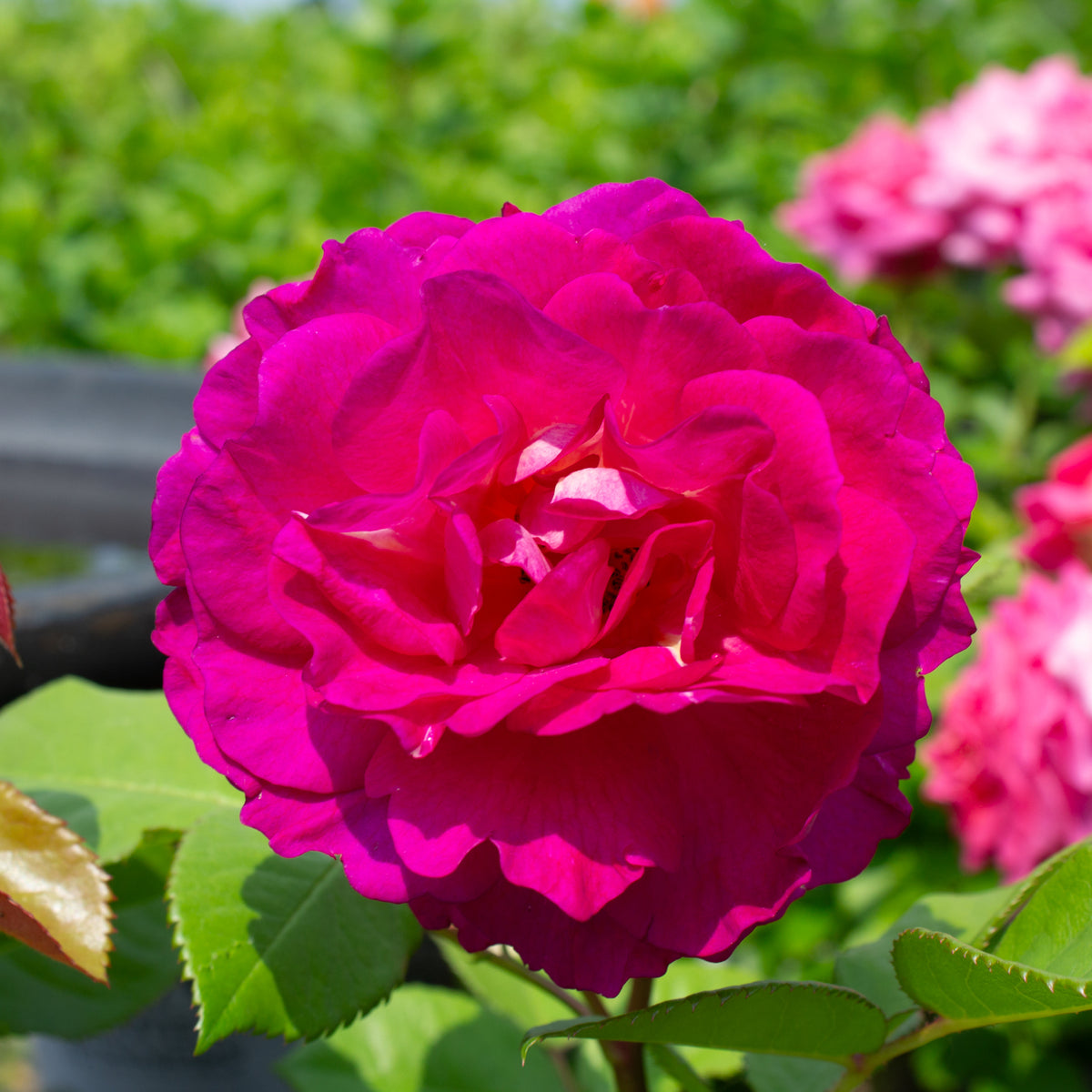 Rosier rustique 'Outta the Blue'