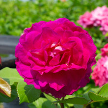 Rosier rustique 'Outta the Blue'