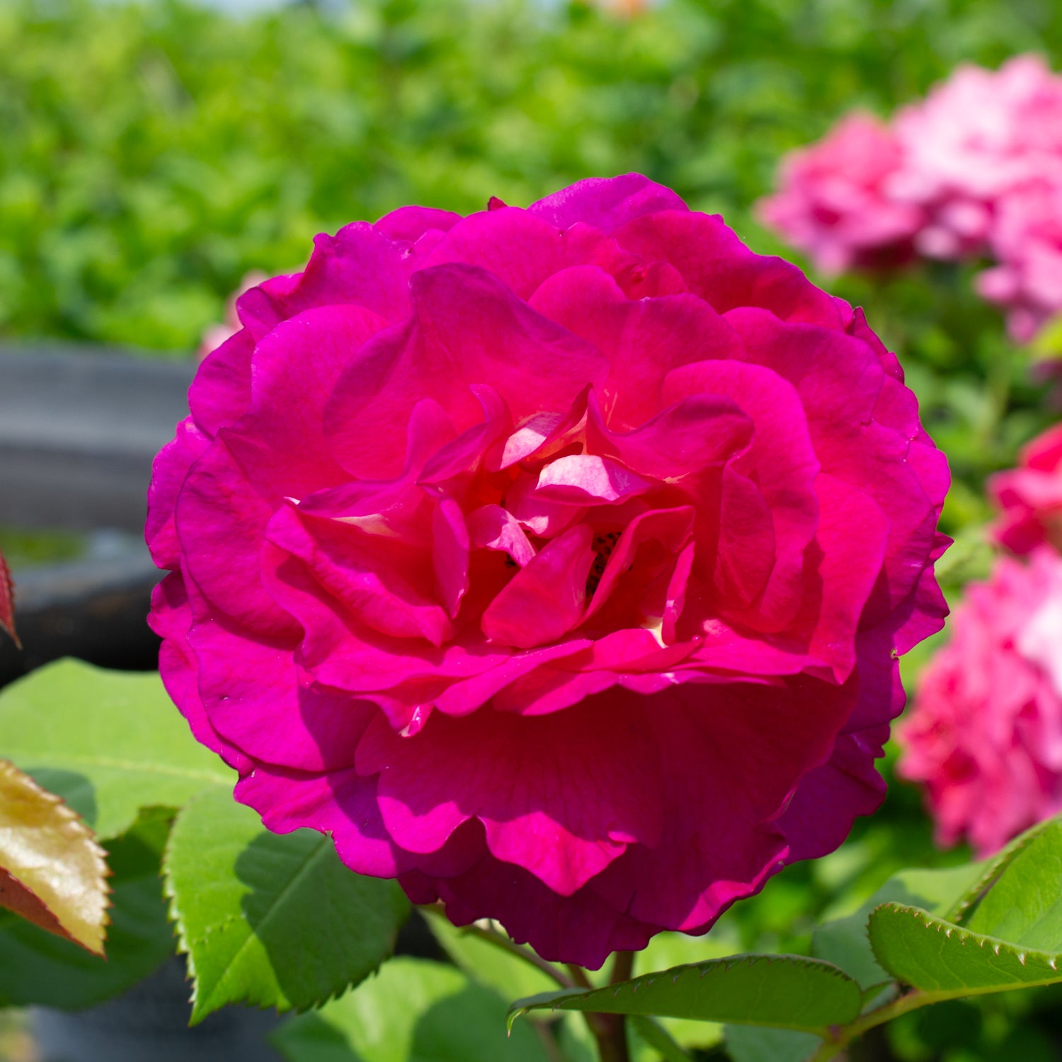 Rosier rustique 'Outta the Blue'
