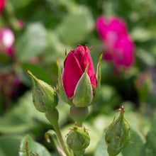 Rosier rustique 'Outta the Blue'