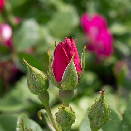 Hardy rose 'Outta the Blue'