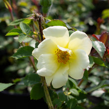 Rosier rustique 'Peach Lemonade'