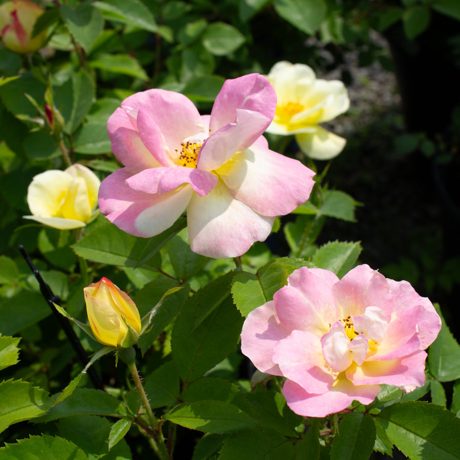 Rosier rustique 'Peach Lemonade'