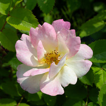 Rosier rustique 'Peach Lemonade'