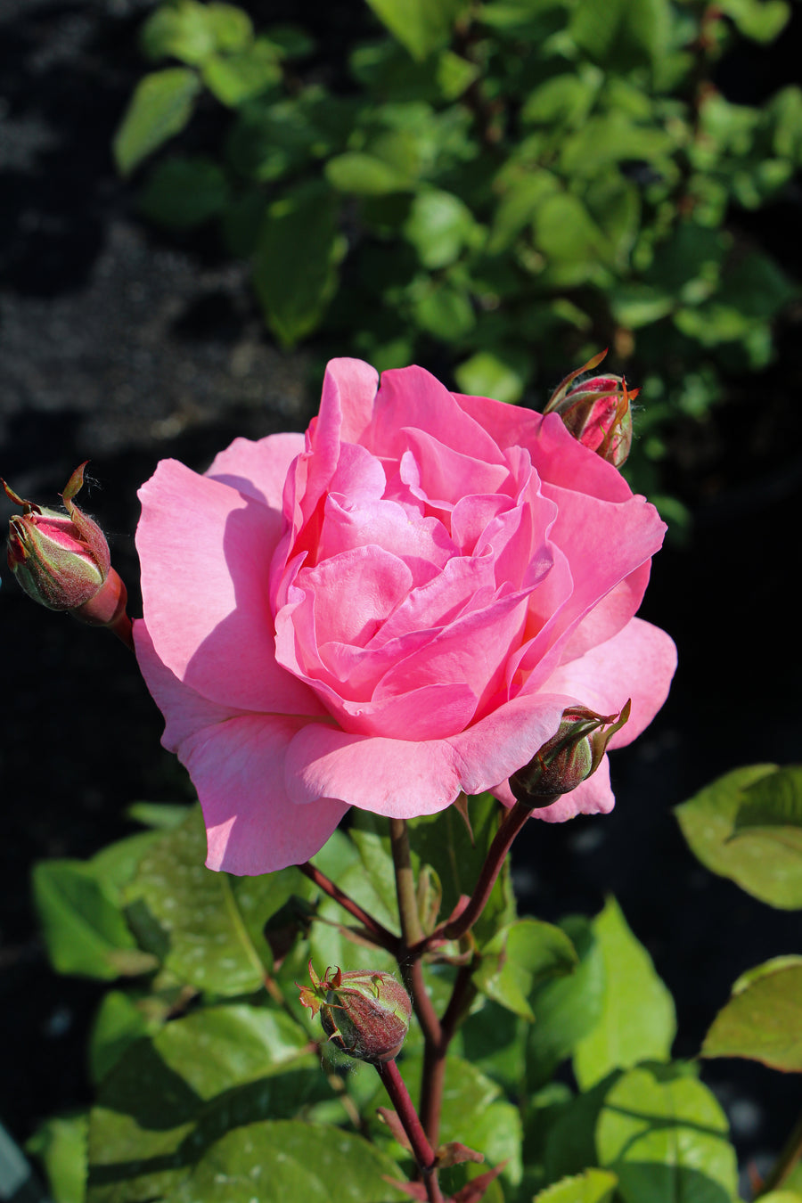 Rosier grandiflora 'Queen Elizabeth'