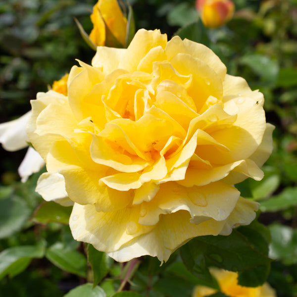Floribunda rose 'Quest for Zest'