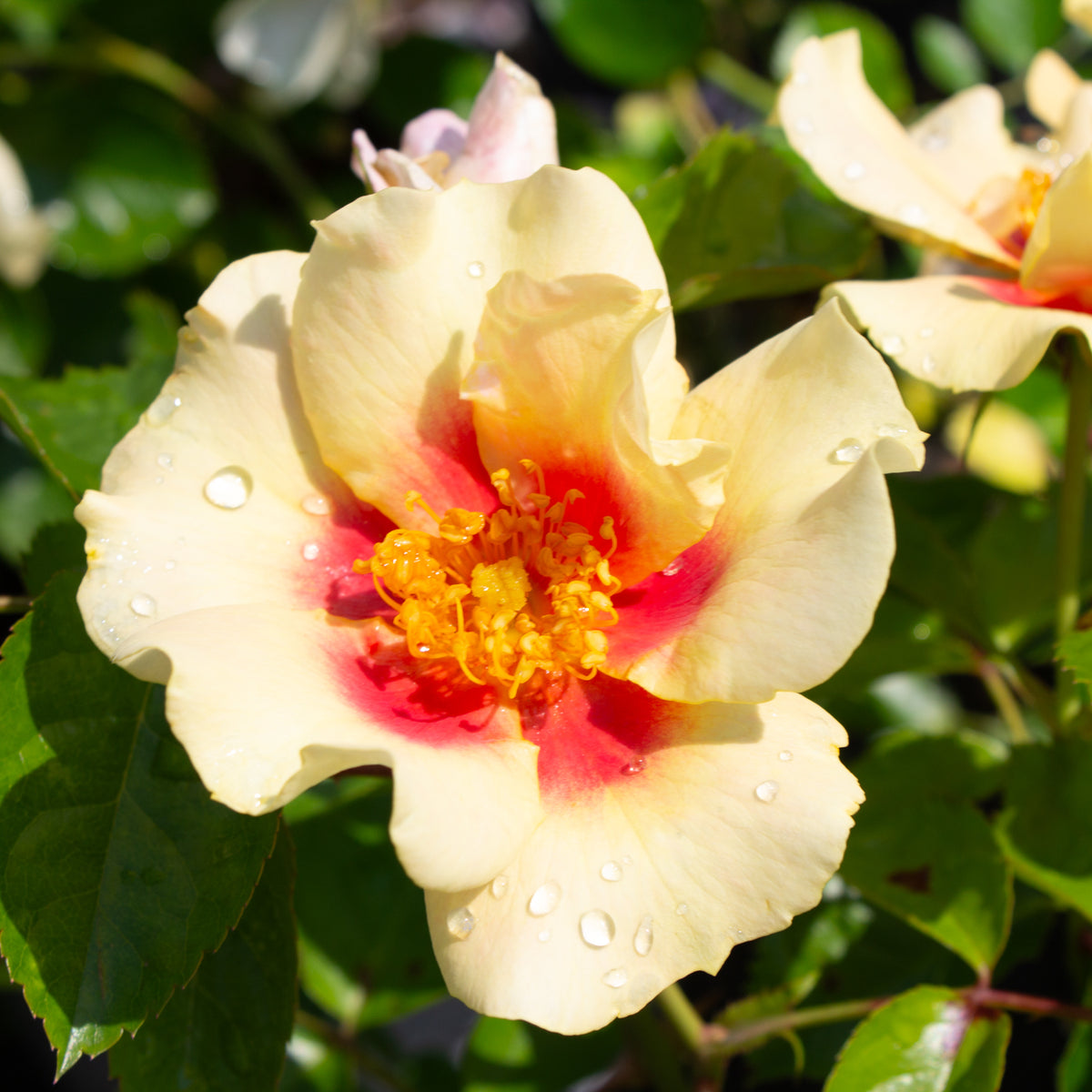Floribunda rose 'Ringo'