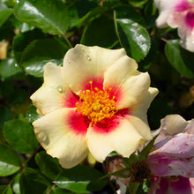 Floribunda rose 'Ringo'