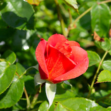 Climbing rose 'Rise Up Amberness'