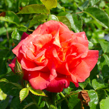 Climbing rose 'Rise Up Amberness'