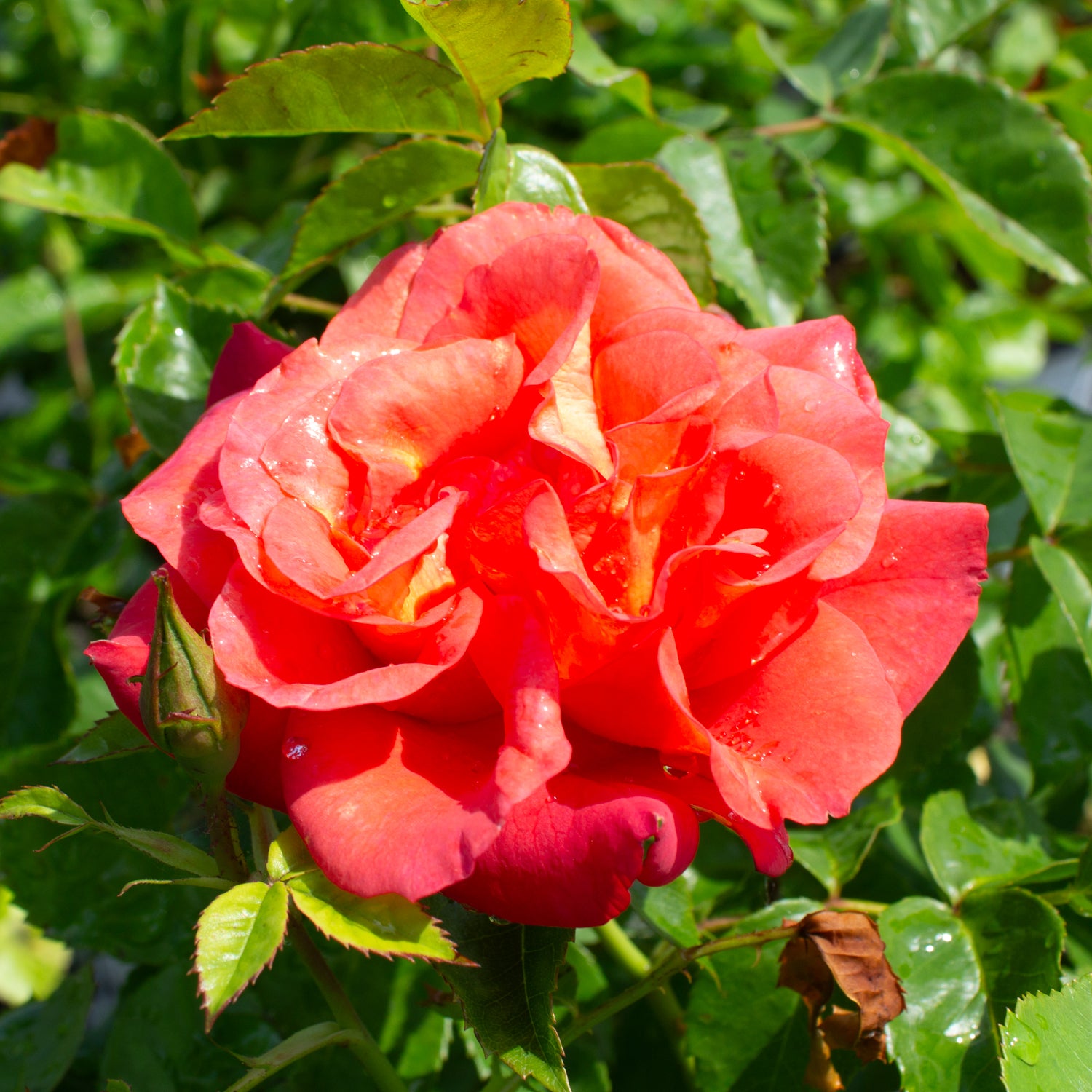 Climbing rose 'Rise Up Amberness'