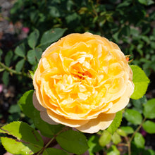 English rose 'Roald Dahl'