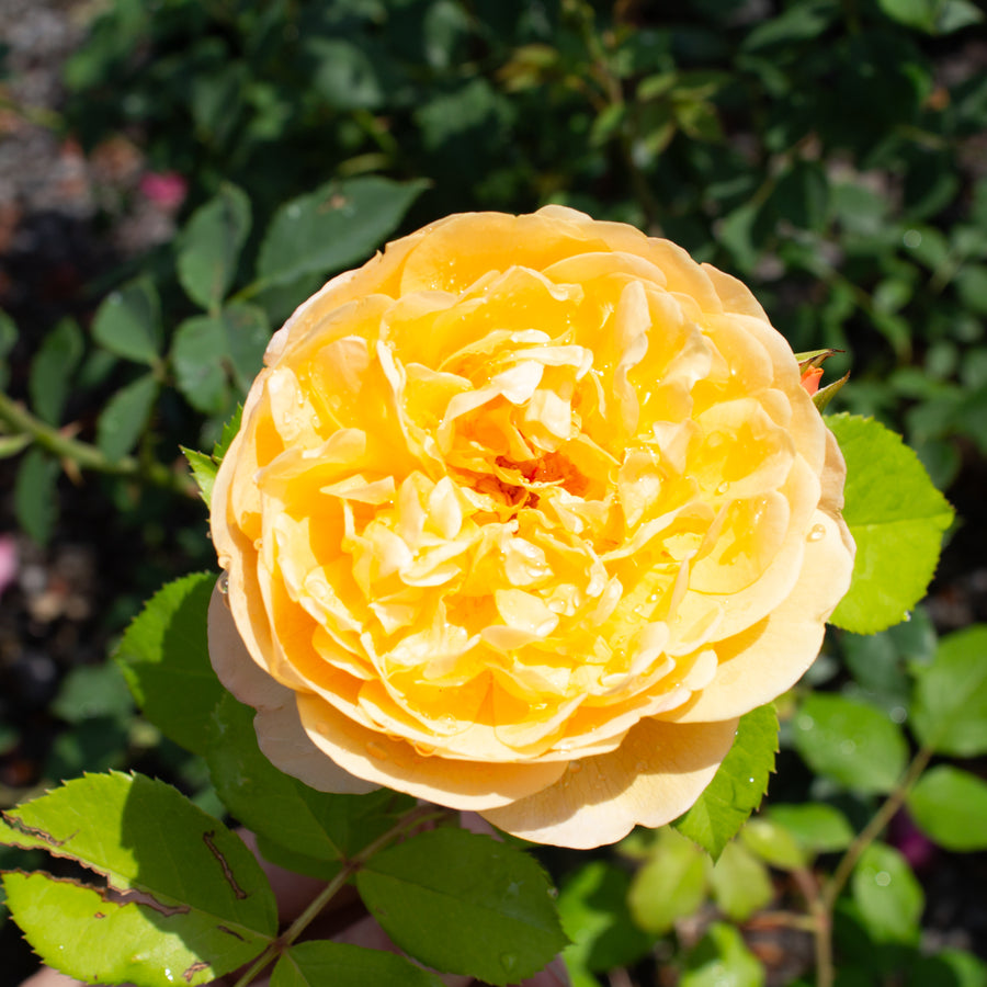 Rosier anglais 'Roald Dahl'