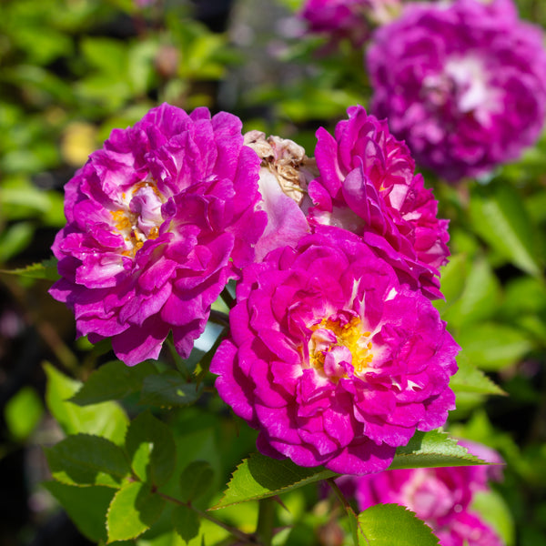 Floribunda rose bush 'Rosy Charmer'
