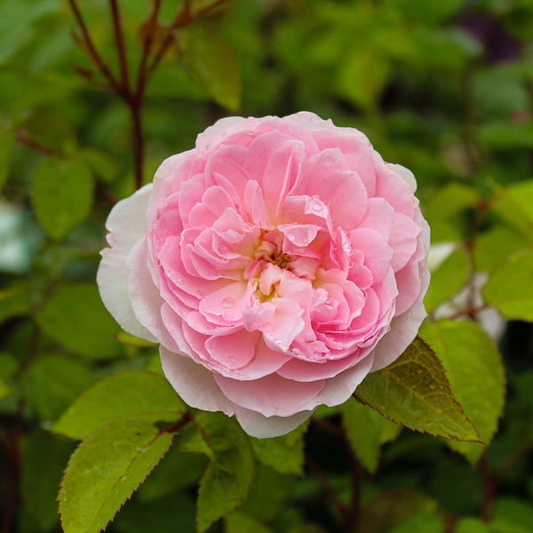 Rosier anglais 'Silas Marner'