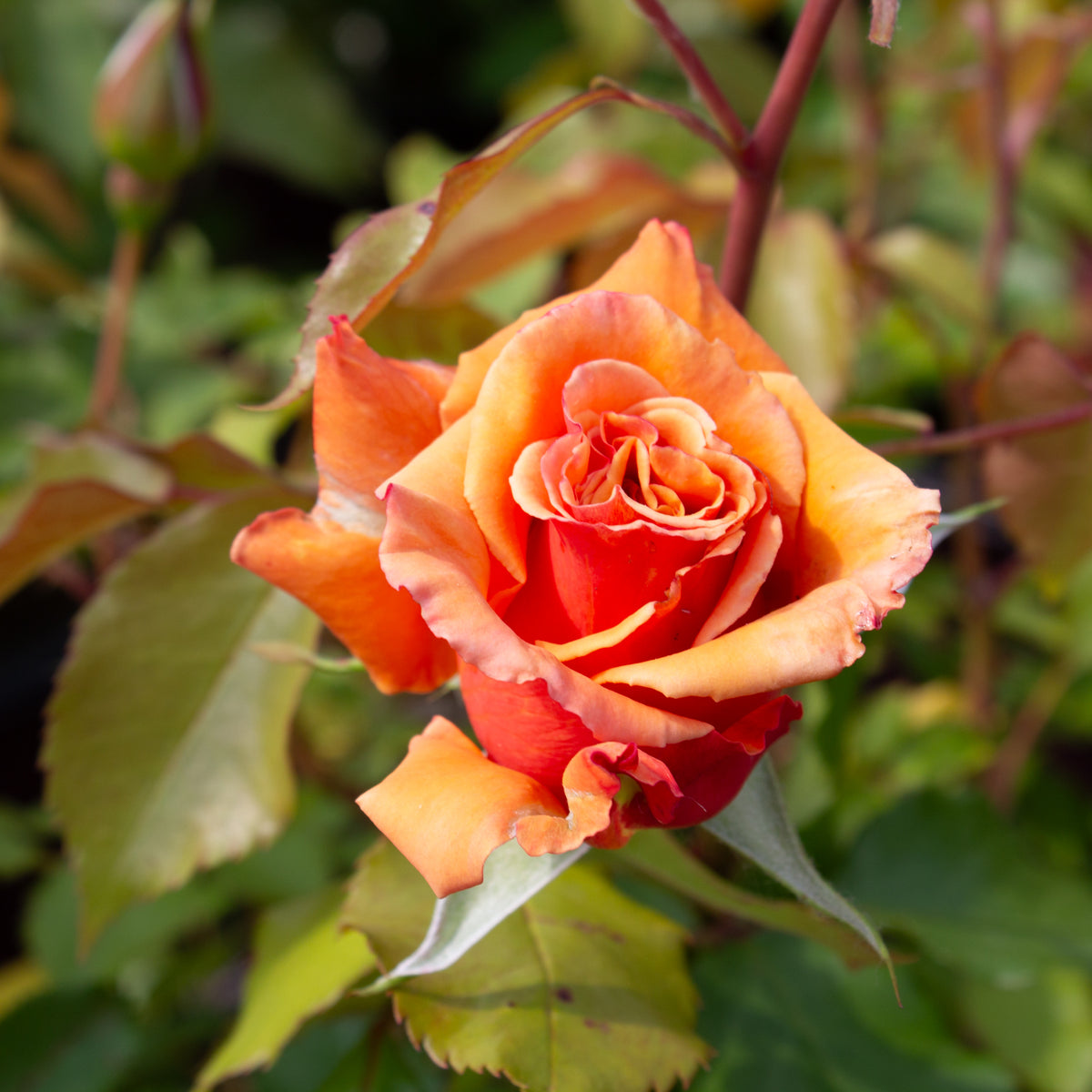 Floribunda rose 'Singin' In The Rain'