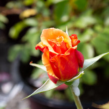 Floribunda rose 'Singin' In The Rain'