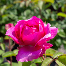 Hardy rose 'Showpiece Berry'