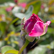 Hardy rose 'Showpiece Berry'
