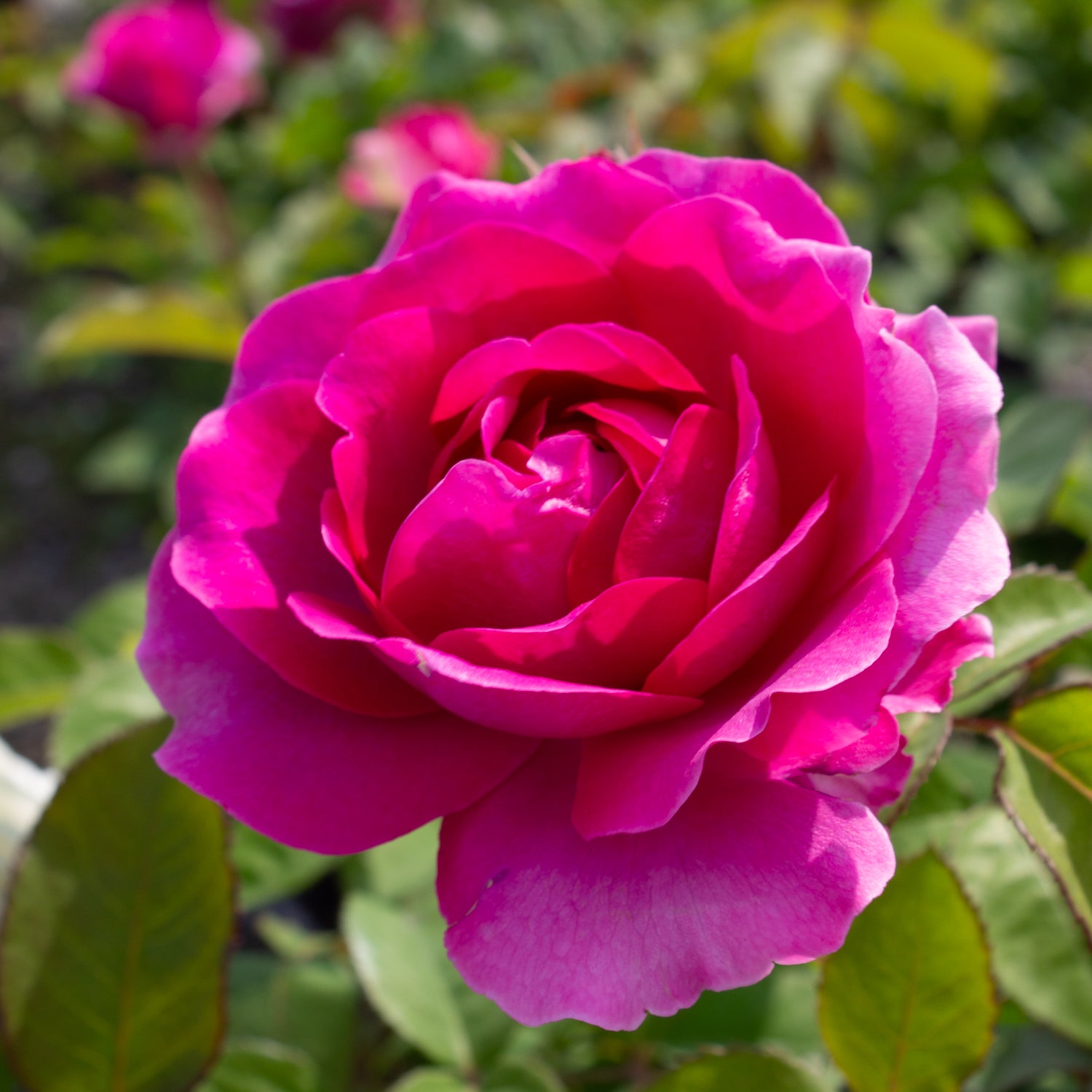 Hardy rose 'Showpiece Berry'
