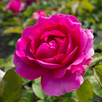 Hardy rose 'Showpiece Berry'