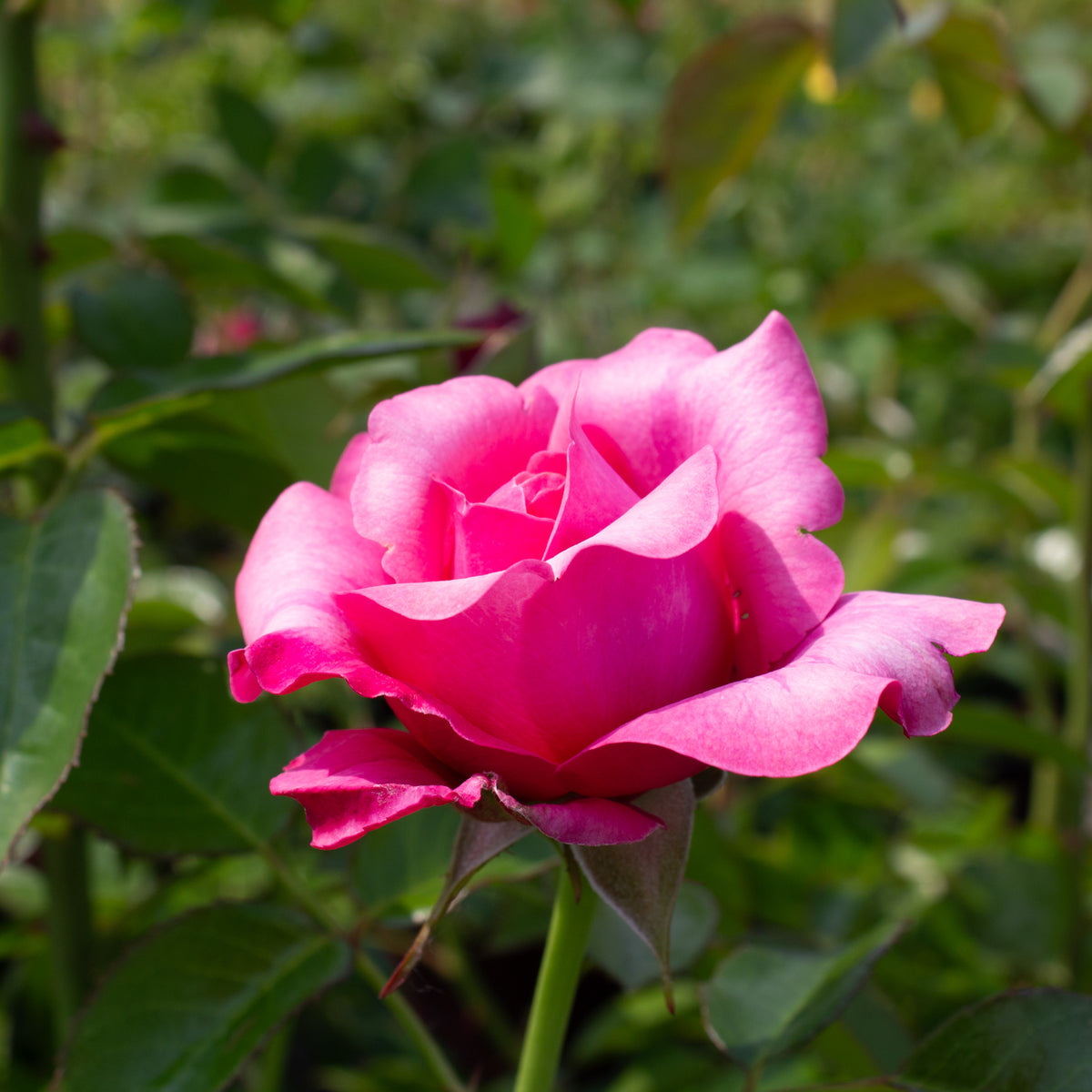 Hardy rose 'Showpiece Blush'