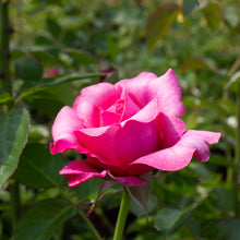 Hardy rose 'Showpiece Blush'