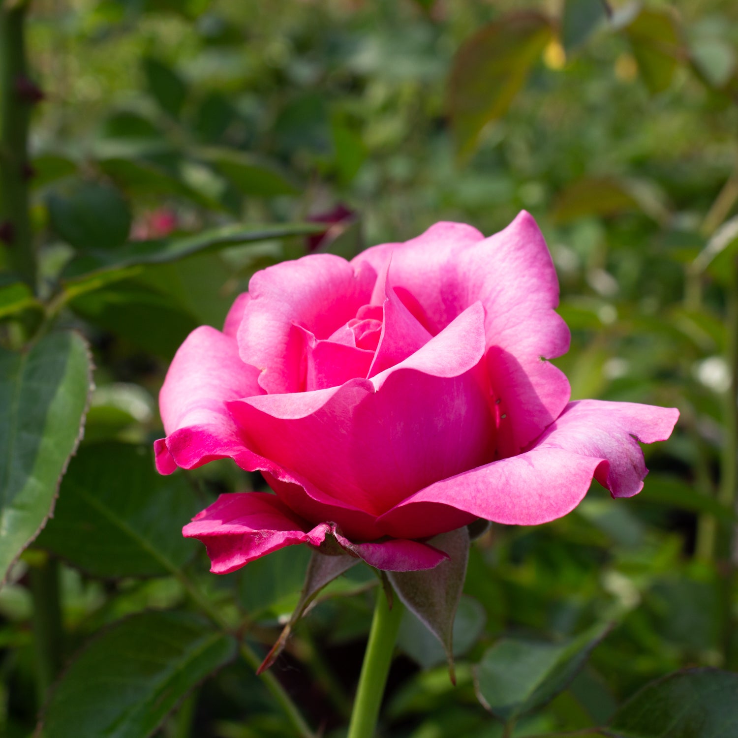 Hardy rose 'Showpiece Blush'