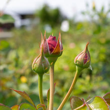 Hardy rose 'Showpiece Blush'