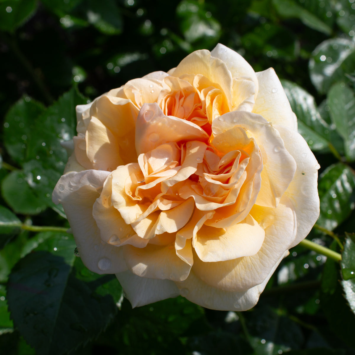 Hardy rose 'Showpiece Champagne'