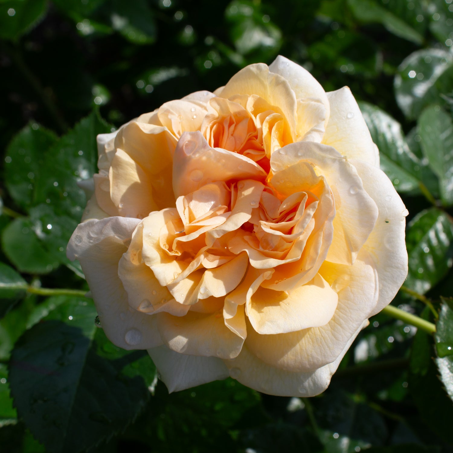 Hardy rose 'Showpiece Champagne'