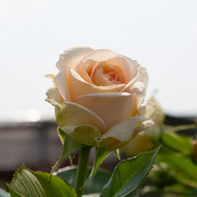 Hardy rose 'Showpiece Champagne'